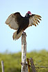 Turkey vulture spreading its wings