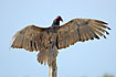 Turkey Vulture showing its great wingspan