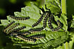 A colony of caterpillars eating nettle