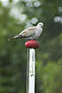 Collared Dove on flag pole