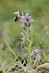 Ophrys lesbis - an endemic orchid