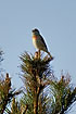 Singing male in pine tree