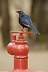 Red-winged Starling on red fire tap