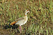 Photo ofEgyptian Goose (Alopochen aegyptiacus). Photographer: 