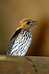 Photo ofLesser Striped Swallow (Hirundo abyssinica). Photographer: 