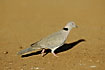 Photo ofAfrican Mourning Dove (Streptopelia decipiens). Photographer: 