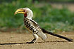 Photo ofSouthern Yellowbilled Hornbill  (Tockus leucomelas). Photographer: 