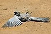 Grey go-away bird waring the wings and feathers up to kill unwanted parasites