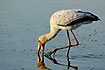 Yellow-billed Stork fishing for food with the bill