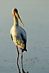 Yellow-billed Stork in morning light