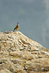 Photo ofCape Rock-Thrush (Monticola rupestris). Photographer: 