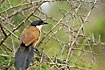 Coucal in thorny bush