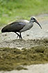 Hadeda Ibis looking for insects in elephant dung