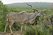 Foto af Stor kudu (Tragelaphus strepsiceros). Fotograf: 