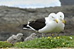 Photo ofCape Gull/Kelp Gull (Larus vetula/(Larus dominicanus)). Photographer: 
