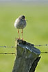 Redshank resting on pole