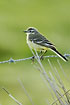 Yellow Wagtail - female on barbed wire