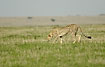 Cheetah hunting in the low grass