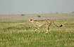 Cheetah on the savannah