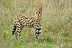 Serval out in the middle of the day