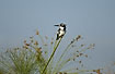 Photo ofPied Kingfisher (Ceryle rudis). Photographer: 
