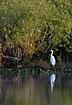 Egret in breeding plumage is mirrored in the swamps