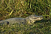 Sunbathing alligator