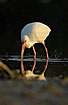 White Ibis probing in the mud with its long curved bill