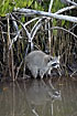 Raccon mirror image in the mangrove