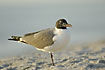 Laughing Gull on the beach