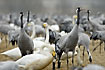 Cranes and Whooper Swans