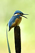 Kingfisher calling from a bull-rush