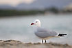 Photo ofAudouins Gull (Larus audouinii). Photographer: 