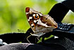 Purple Emperor male using its yeollow tounge to suck salts from