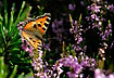 Butterfly sucking nectar on heather