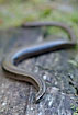 Slow worm up close
