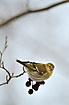 Greenfinch eating seeds from Alder cone