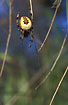 The orb web spider Araneus marmoreus - female in her web