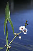 Foto af Pilblad (Sagittaria sagittifolia). Fotograf: 