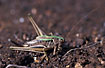 Female Bog Bush-cricket