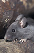 Melanistic form of a Yellow-necked Mouse