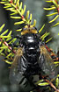 The large fly Tachina grossa