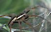 Foto af Stor Rovedderkop (Dolomedes fimbriatus). Fotograf: 