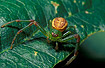 Immature male Green Crab Spider