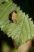 Photo ofGreen Shield Bug (Palomena prasina). Photographer: 