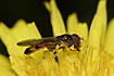 The hoverfly <em>Melanostoma scalare</em>