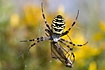 The spider <em>Argiope bruennichi</em> handling prey.