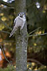 Hawk Owl photographed 18 dec. 2005.