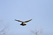 Northern Hawk Owl looking for prey (25-12-2005)