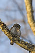Photo ofPygmy Owl (Glaucidium passerinum). Photographer: 